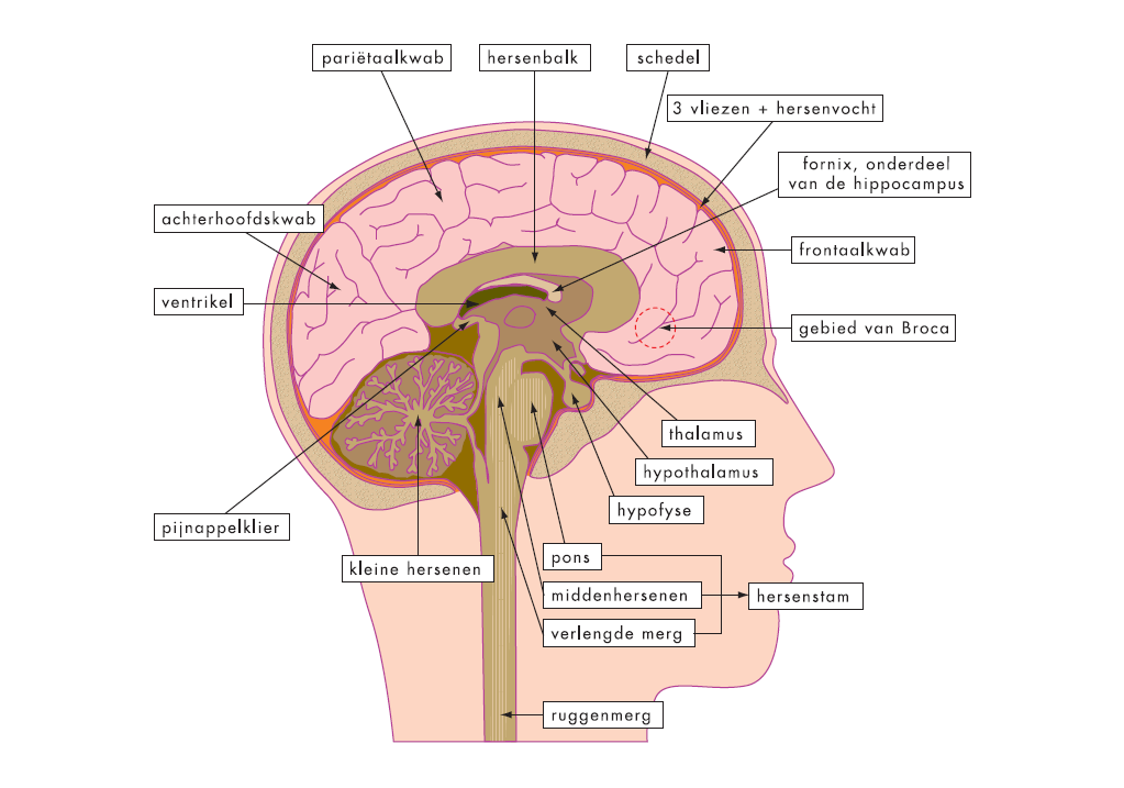 Anatomie_van_de_hersenen2